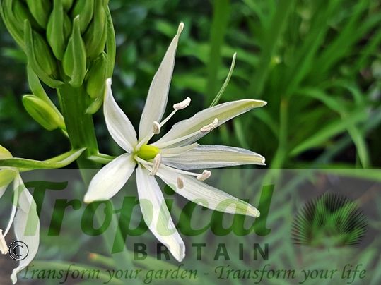 Camassia leichtlinii 'Sacajawea' 