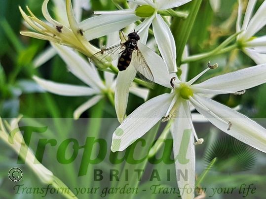 Camassia leichtlinii 'Sacajawea'