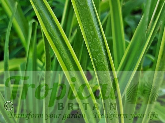 Camassia leichtlinii 'Sacajawea' - variegated foliage