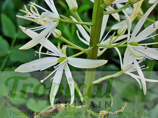 Camassia leichtlinii 'Sacajawea'