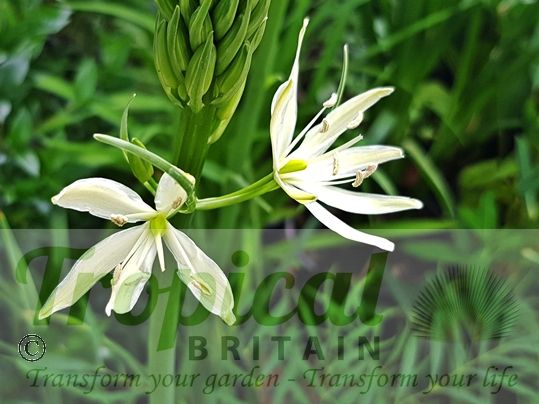 Camassia leichtlinii 'Sacajawea' 