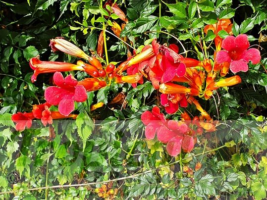 Campsis radicans