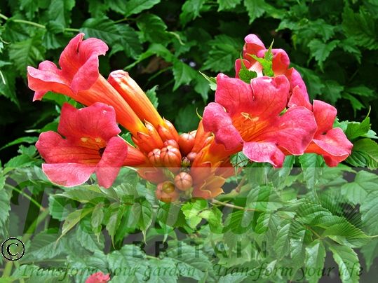 Campsis radicans