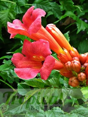 Campsis radicans