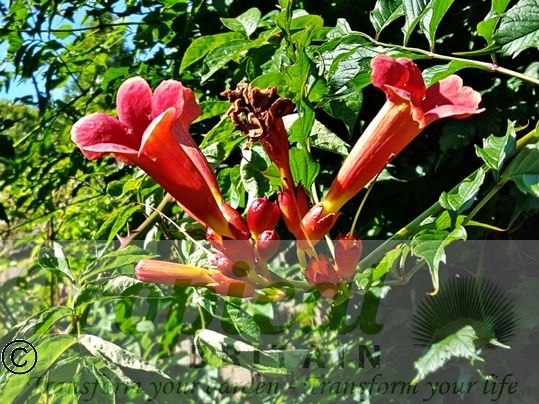 Campsis radicans