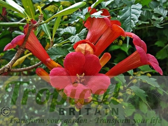 Campsis radicans