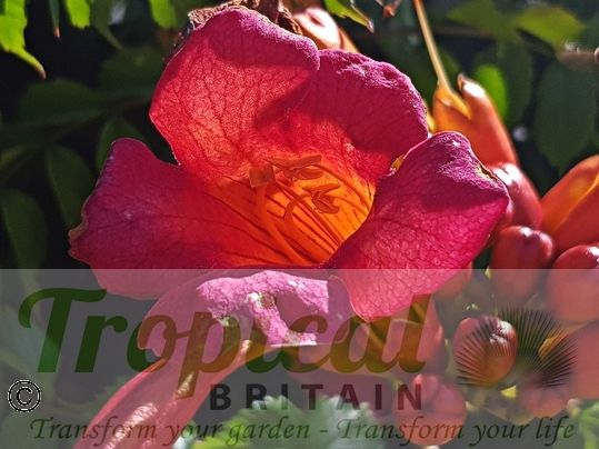 Campsis radicans