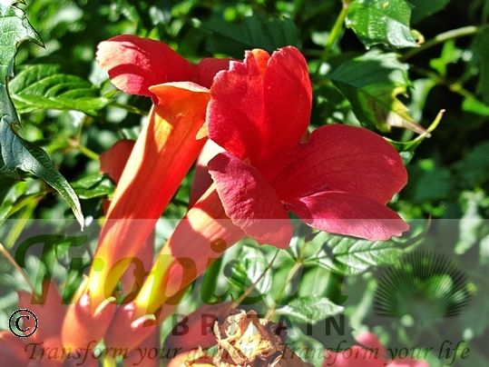 Campsis radicans