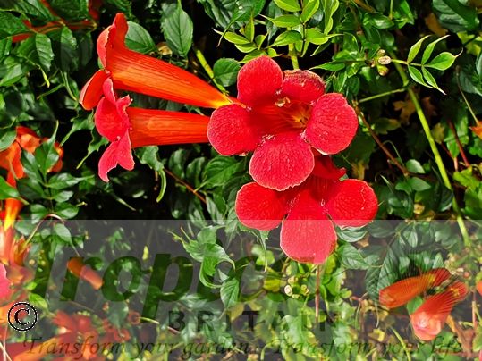 Campsis radicans