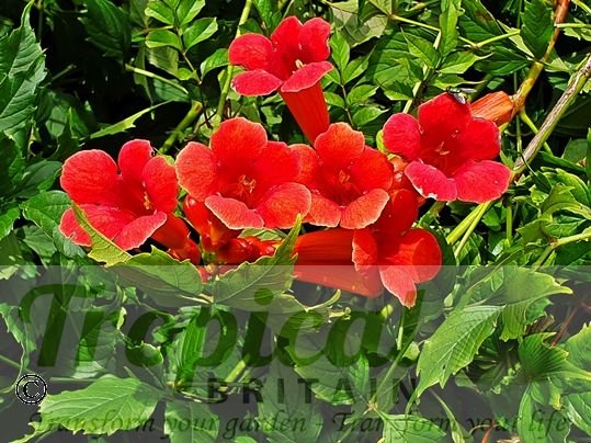 Campsis radicans