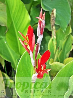 Canna coccinea 'Bonfire'