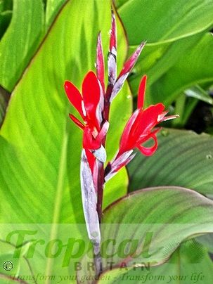 Canna coccinea 'Bonfire'