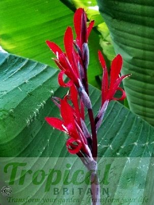 Canna coccinea 'Bonfire' - with Musa basjoo in the background