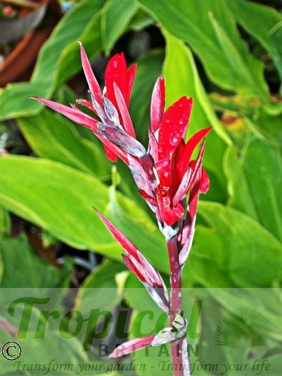 Canna coccinea 'Bonfire'