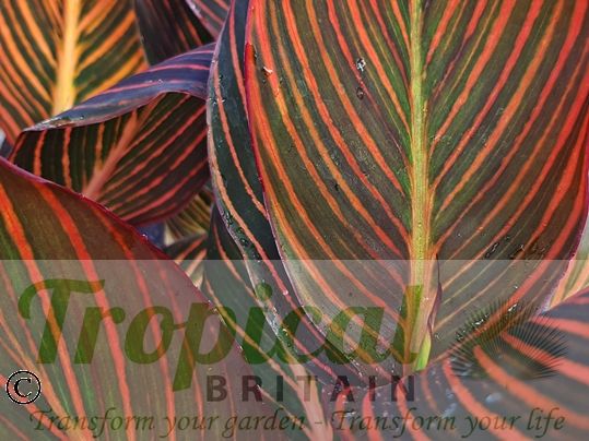 Canna 'Durban'