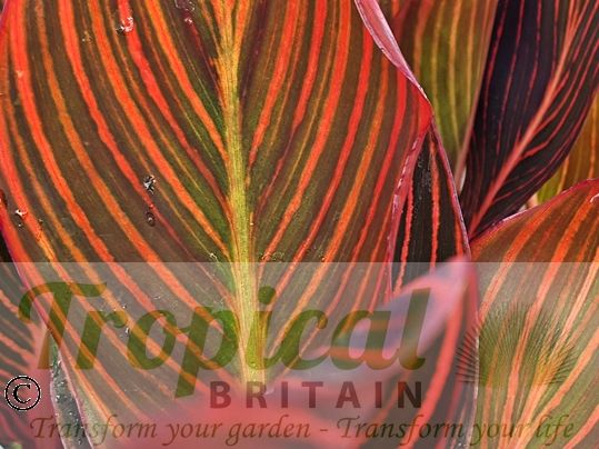 Canna 'Durban'