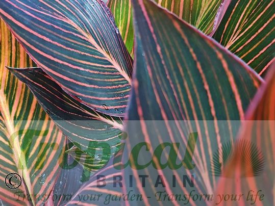 Canna 'Durban'