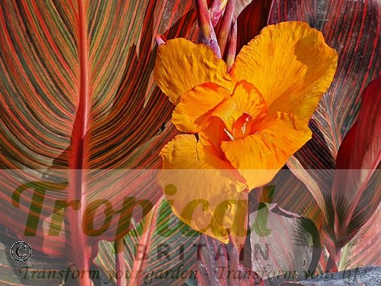 Canna 'Durban'