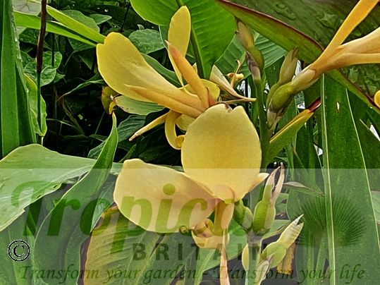 Canna glauca