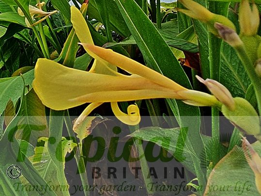 Canna glauca