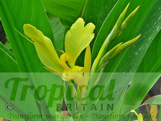 Canna glauca