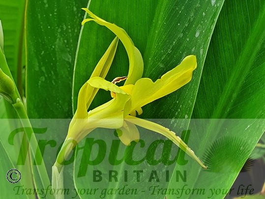 Canna glauca