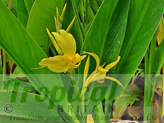Canna glauca