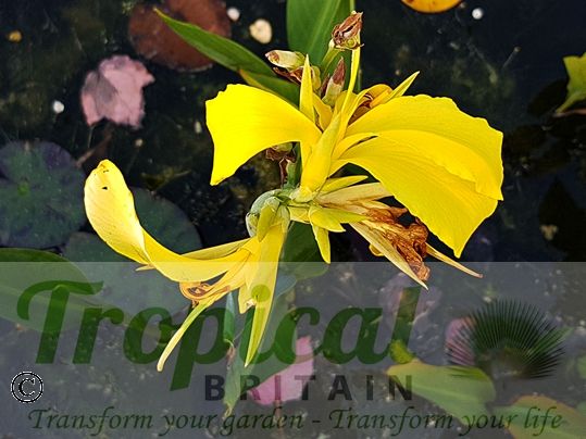 Canna glauca