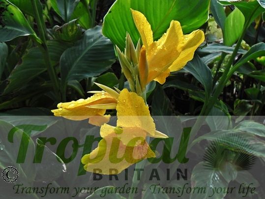 Canna 'Golden Lucifer'