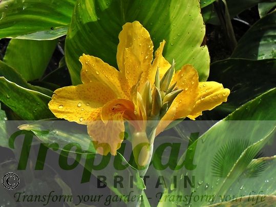 Canna 'Golden Lucifer'