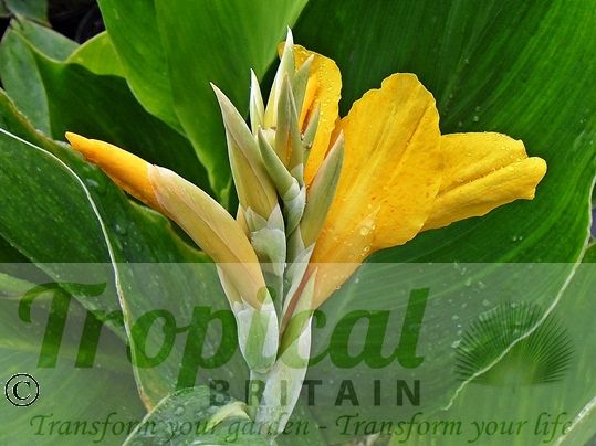 Canna 'Golden Lucifer'