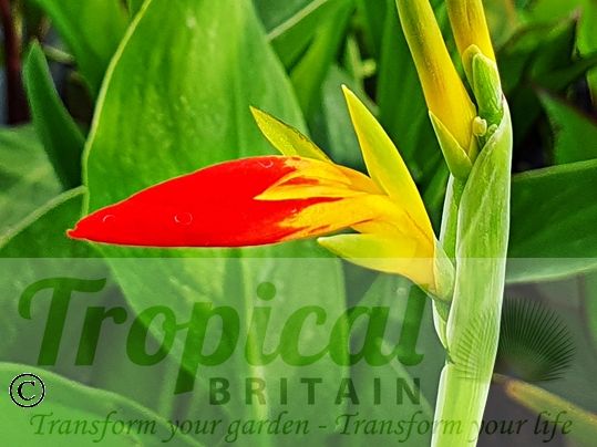 Canna patens