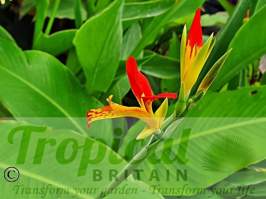 Canna patens