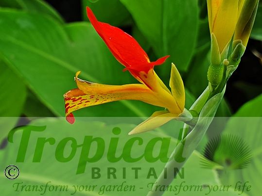 Canna patens