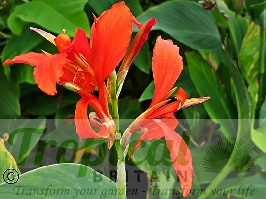 Canna 'Perkeo'