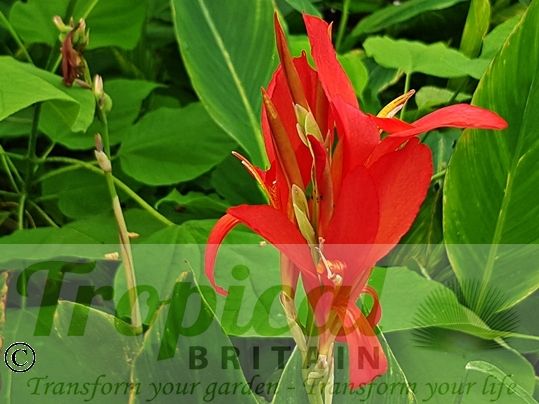 Canna 'Perkeo'