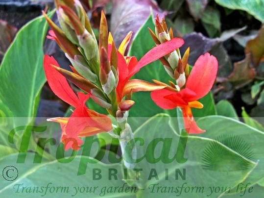 Canna 'Perkeo'