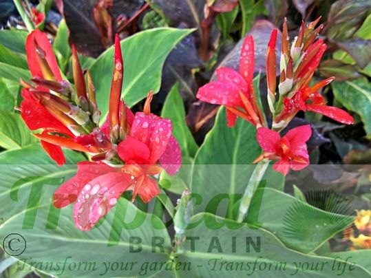 Canna 'Perkeo'