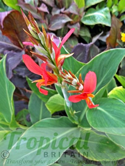 Canna 'Perkeo'