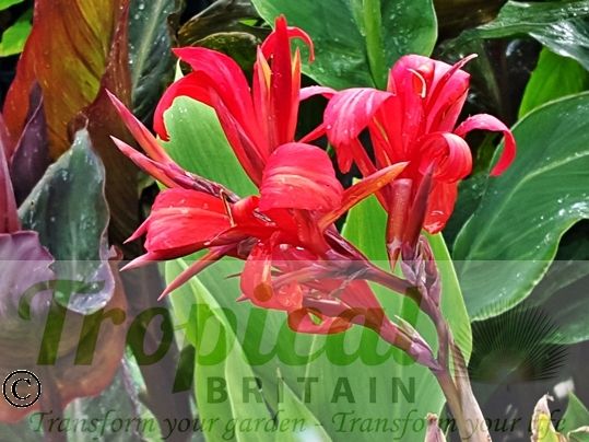 Canna 'Perkeo'