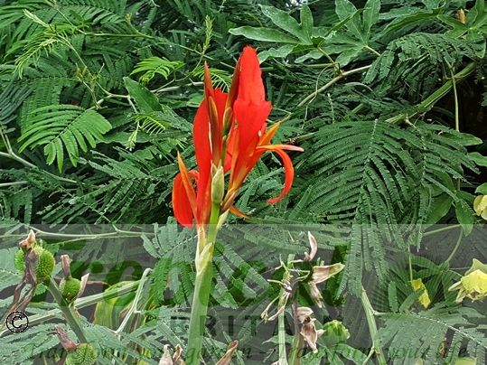 Canna 'Perkeo'
