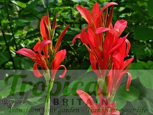 Canna 'Perkeo'