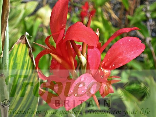 Canna 'Perkeo'