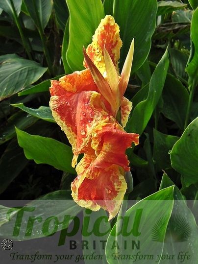 Canna 'Picasso'