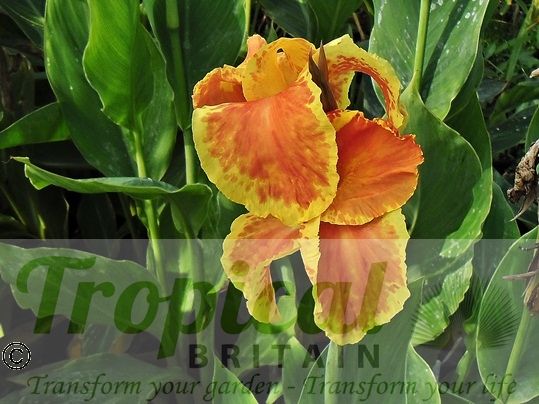 Canna 'Picasso'