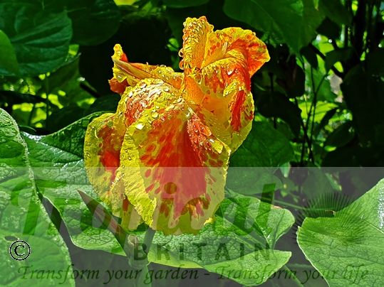 Canna 'Picasso'