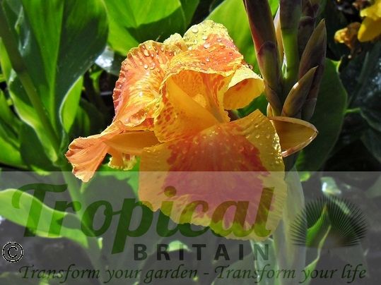 Canna 'Picasso'