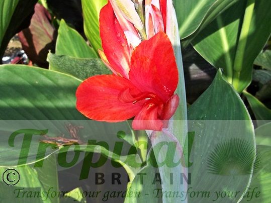 Canna 'Strasbourg'