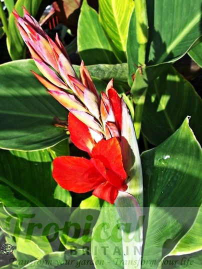 Canna 'Strasbourg'