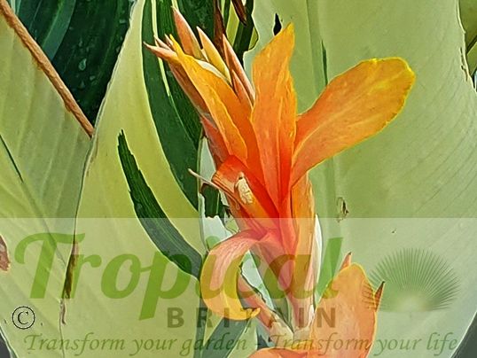 Canna 'Stuttgart'